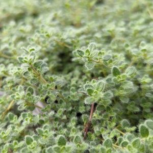THYMUS PSEUDOLANUGINOSUS