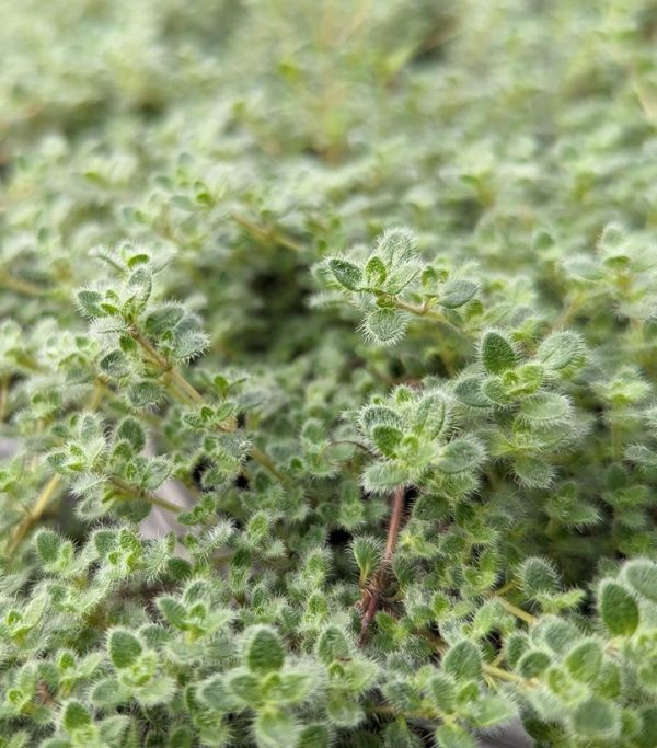 THYMUS PSEUDOLANUGINOSUS