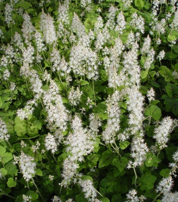 TIARELLA CORDIFOLIA `RUNNING TAPESTRY`