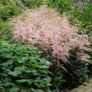ASTILBE SIMPLICIFOLIA `HENNIE GRAAFLAND`