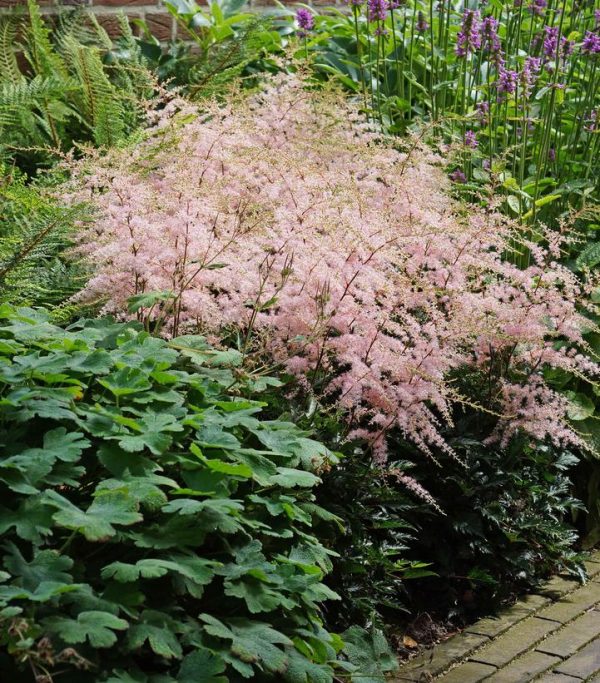 ASTILBE SIMPLICIFOLIA `HENNIE GRAAFLAND`
