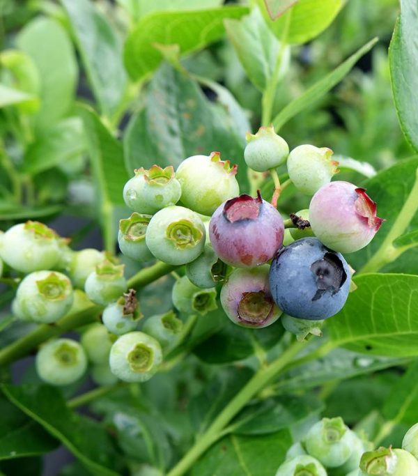 VACCINIUM CORYMBOSUM `POLARIS`