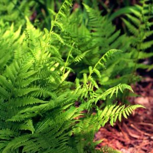 ATHYRIUM FILIX FEMINA