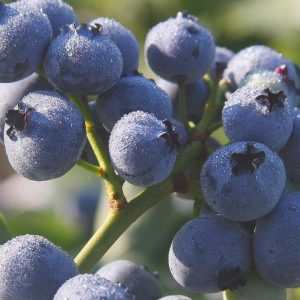 VACCINIUM CORYMBOSUM `BLUEGOLD`