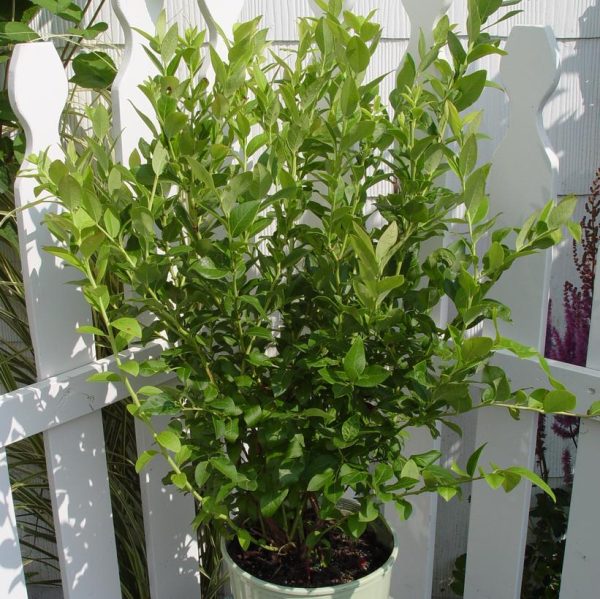 VACCINIUM CORYMBOSUM `BLUE JAY`