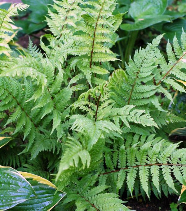ATHYRIUM FILIX FEMINA `LADY IN RED`