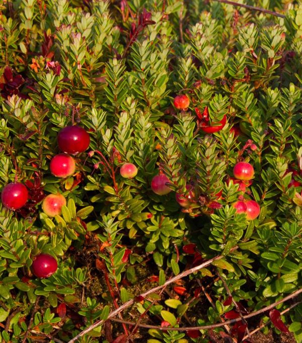 VACCINIUM MACROCARPON `PILGRIM`