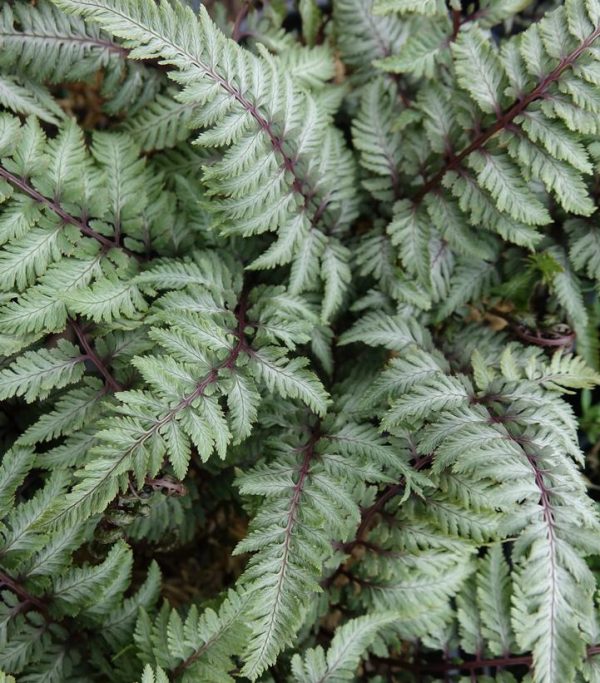 ATHYRIUM NIPPONICUM `PICTUM`