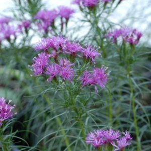 VERNONIA `IRON BUTTERFLY`