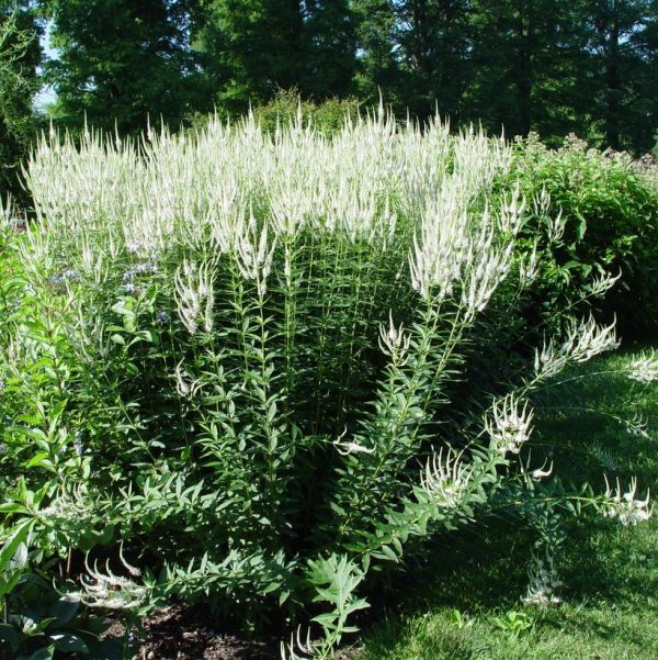 VERONICASTRUM VIRGINICUM