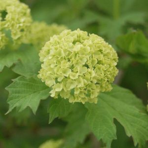VIBURNUM OPULUS `ROSEUM`