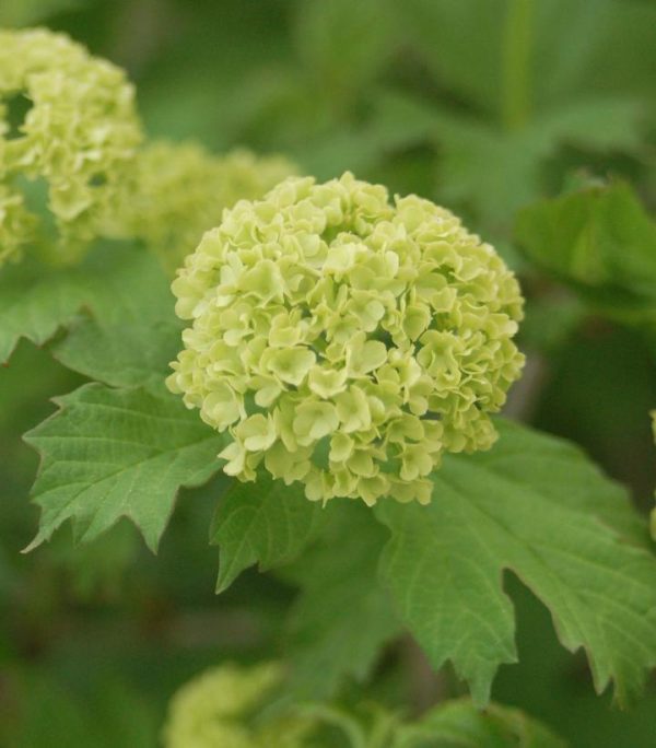 VIBURNUM OPULUS `ROSEUM`