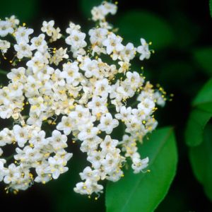 VIBURNUM PRUNIFOLIUM
