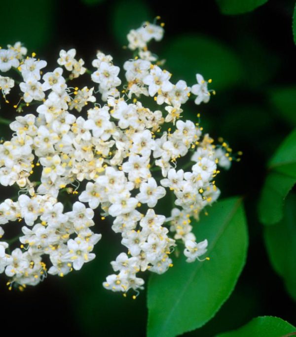 VIBURNUM PRUNIFOLIUM