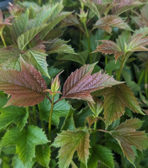 VIBURNUM TRILOBUM `BAILEY`S COMPACTUM`