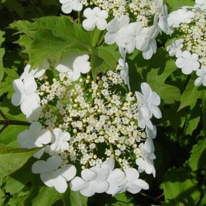 VIBURNUM TRILOBUM `WENTWORTH`