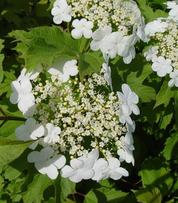 VIBURNUM TRILOBUM `WENTWORTH`