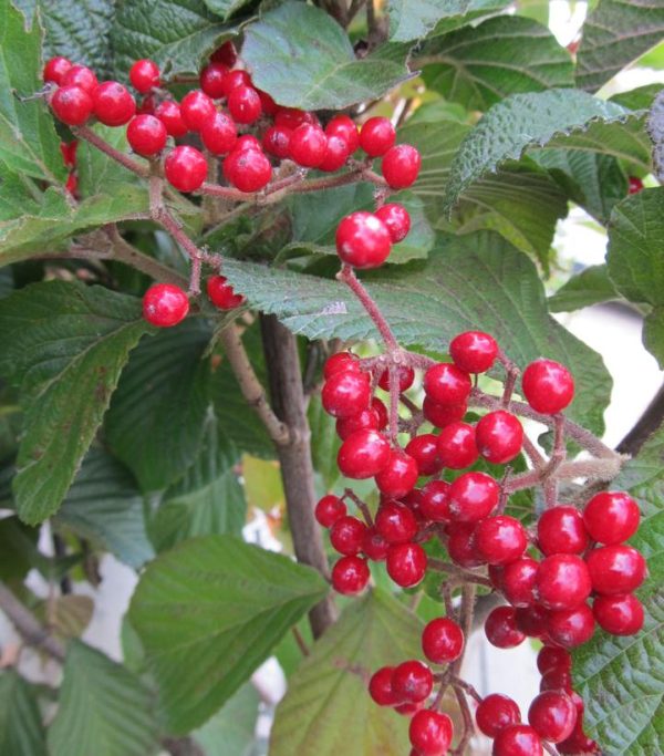 VIBURNUM DILATATUM `CARDINAL CANDY`