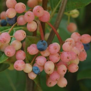 VIBURNUM NUDUM `WINTERTHUR`