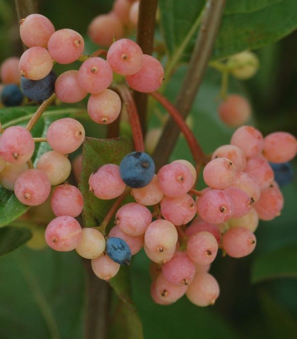 VIBURNUM NUDUM `WINTERTHUR`