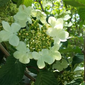 VIBURNUM P. T. `MARIESII`