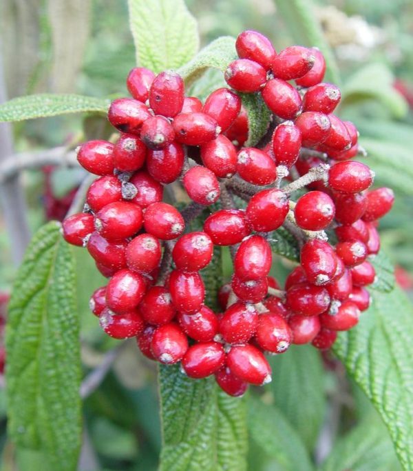 VIBURNUM RHYTIDOPHYLLUM