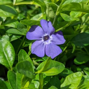 VINCA MINOR `BOWLES`