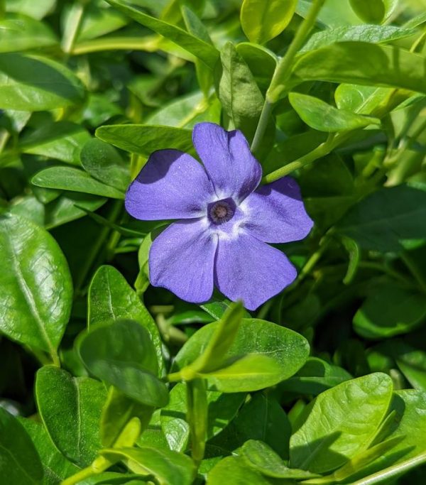VINCA MINOR `BOWLES` - NET