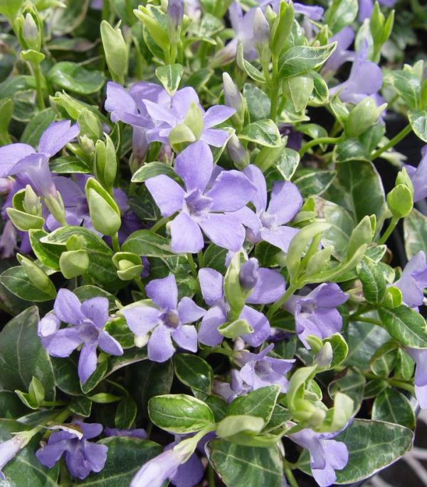 VINCA MINOR `RALPH SHUGERT`