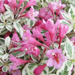 WEIGELA `MY MONET`