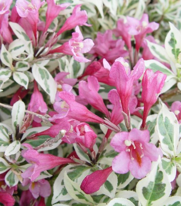 WEIGELA `MY MONET`