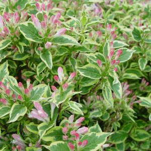 WEIGELA FLORIDA `VARIEGATA`