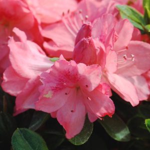 AZALEA `BLAAUW`S PINK`