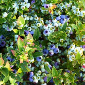 VACCINIUM ANGUSTIFOLIUM X `JELLY BEAN`