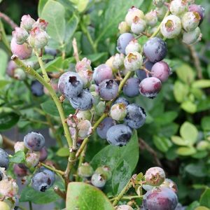 VACCINIUM X `PEACH SORBET`