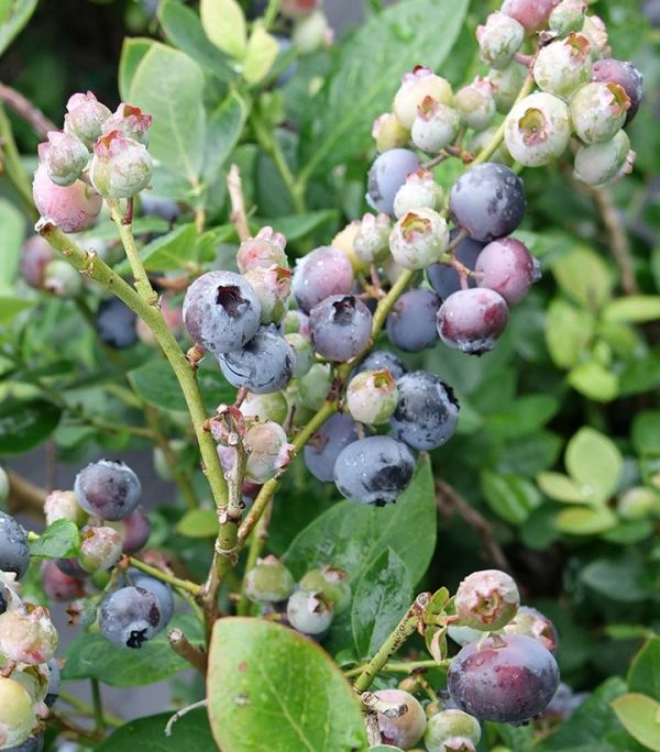 VACCINIUM X `PEACH SORBET`