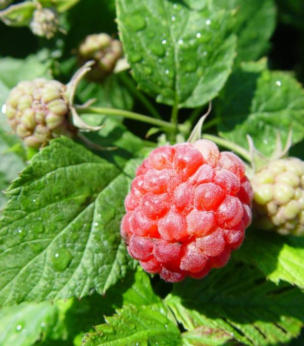 RUBUS `RASPBERRY SHORTCAKE` (RED)