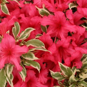 AZALEA `BOLLYWOOD`