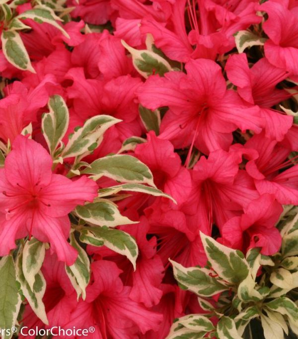 AZALEA `BOLLYWOOD`