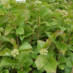 VIBURNUM DENTATUM `BLUE BLAZE`
