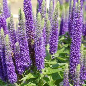 VERONICA `ROYAL CANDLES`