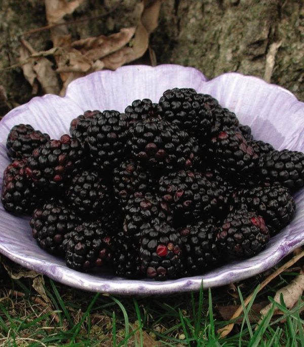 RUBUS `CHESTER`