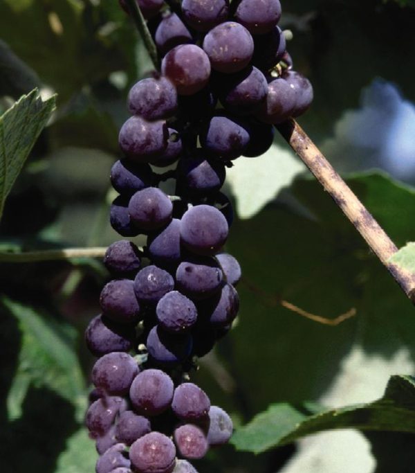 VITIS `CANADICE` SEEDLESS