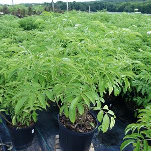 SAMBUCUS CANADENSIS `YORK`