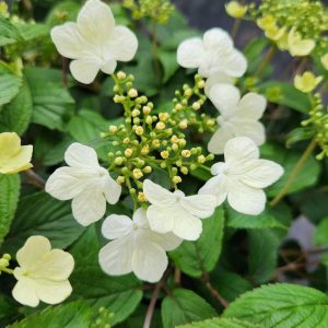 VIBURNUM P. T. `SUMMER SNOWFLAKE`