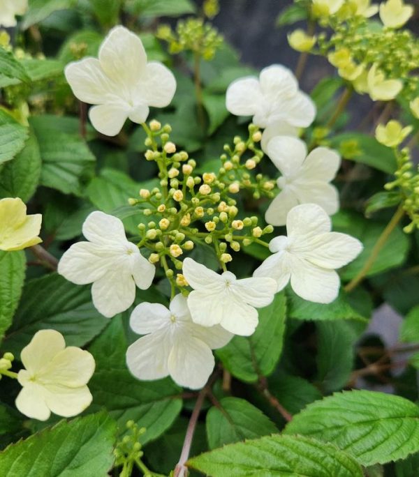 VIBURNUM P. T. `SUMMER SNOWFLAKE`