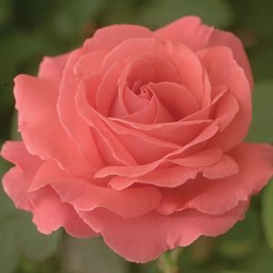 ROSA `AMERICA` - CL