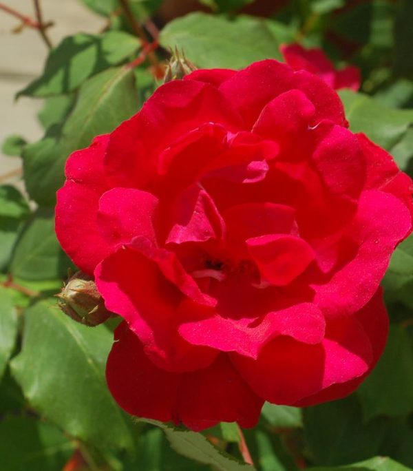 ROSA `BLAZE` - CL