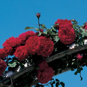 ROSA `DON JUAN` - CL