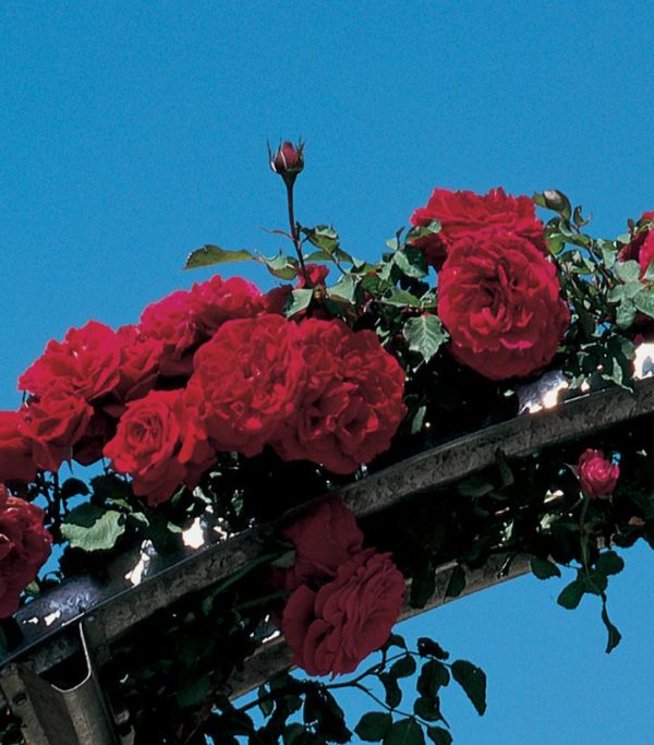 ROSA `DON JUAN` - CL